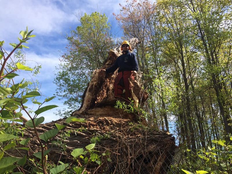 legacy landscaping tree pruning cohoes ny