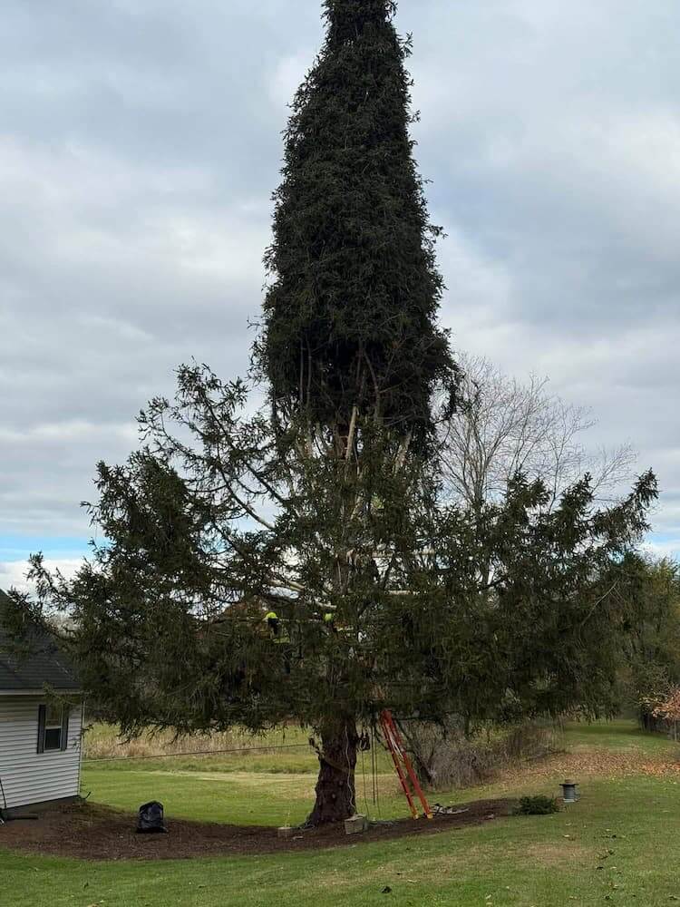 rockefeller christmas tree care legacy landscaping.jpg